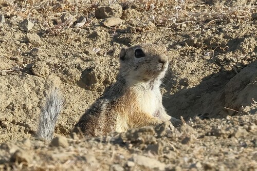 Nelson's Antelope Squirrel observed by kendalloei