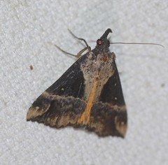 Dichromia quinqualis