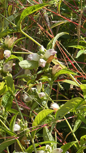 white turtlehead