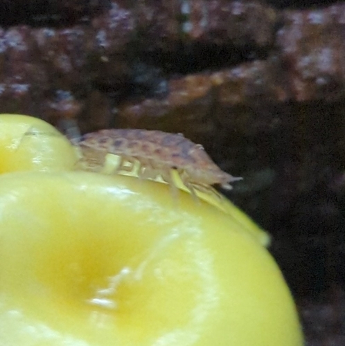Rathke's Woodlouse