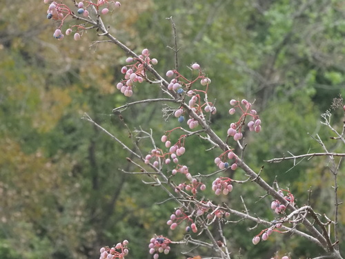 Viburnum rufidulum, photograph 1