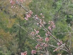 (c) Kevin Faccenda, some rights reserved (CC BY) Viburnum rufidulum, photograph (c) Kevin Faccenda, some rights reserved (CC BY)