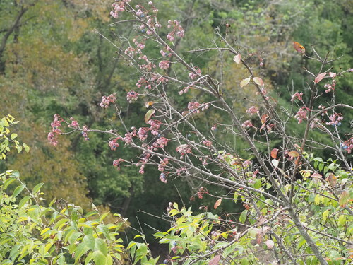 Viburnum rufidulum