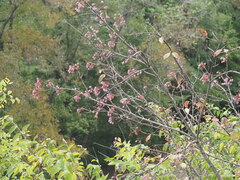 Viburnum rufidulum