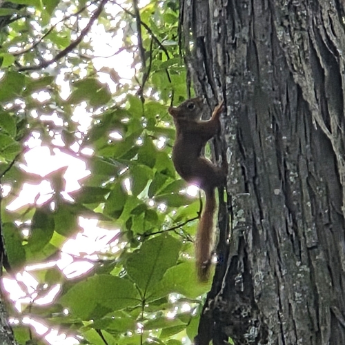 American Red Squirrel