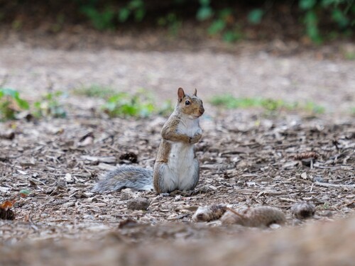 Eastern Gray Squirrel