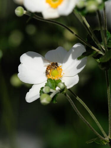 Western Honey Bee