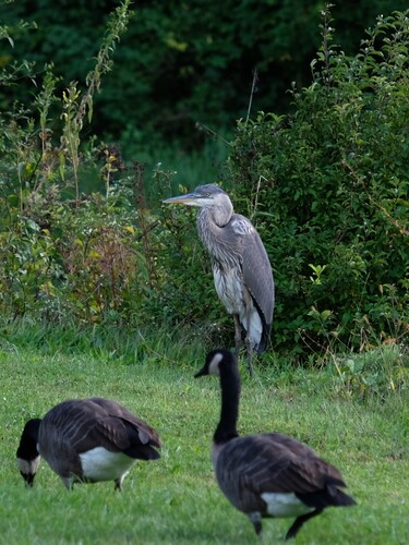 Great Blue Heron