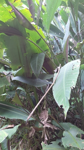 Heliconia metallica