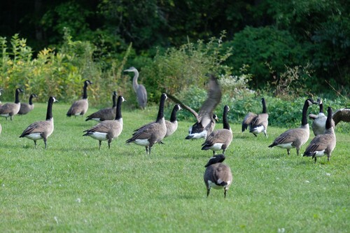 Canada Goose