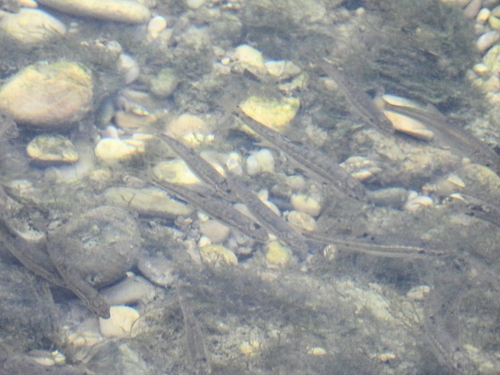 Danubian Minnow