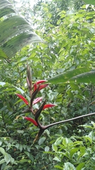 Heliconia metallica, photograph (c) keesgroenendijk, some rights reserved (CC BY)