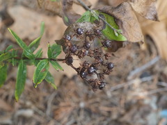 Hypericum sphaerocarpum