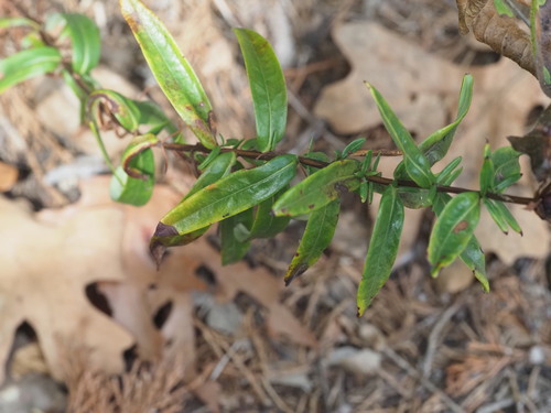 Hypericum sphaerocarpum, photograph 1
