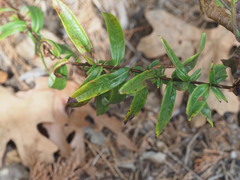 Hypericum sphaerocarpum, photograph (c) Kevin Faccenda, some rights reserved (CC BY)