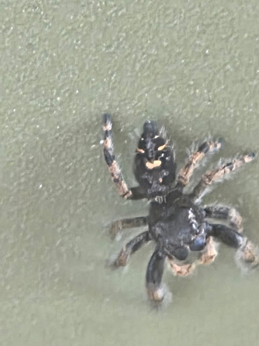 Bold Jumping Spider