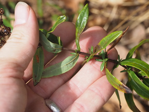 Hypericum sphaerocarpum, photograph 3