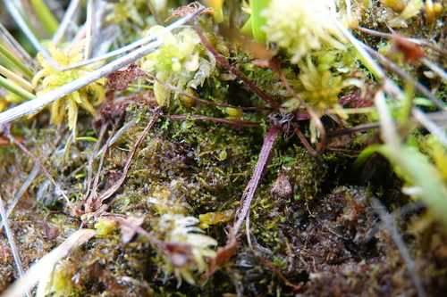 Cladopodiella, 2026-09-20