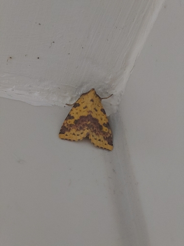Pink-barred Sallow