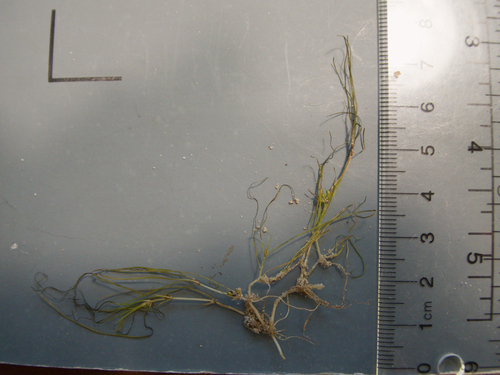 Zannichellia palustris, photograph 5