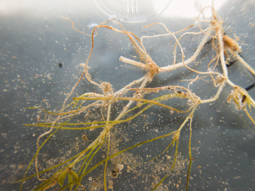 Zannichellia palustris, photograph 6