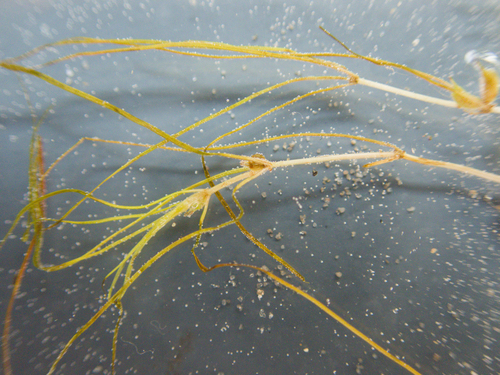 Zannichellia palustris, photograph 3