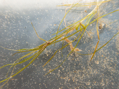 (c) Mary Krieger, some rights reserved (CC BY) Zannichellia palustris, photograph (c) Mary Krieger, some rights reserved (CC BY)