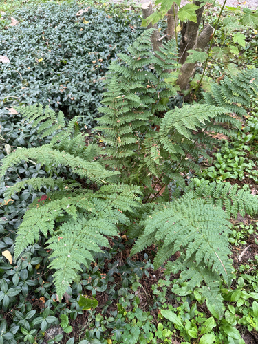 intermediate wood fern