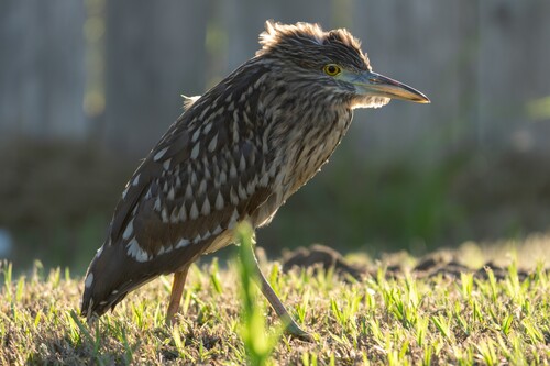 Black-crowned Night Heron