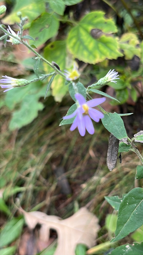 Symphyotrichum shortii, photograph 4