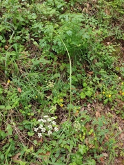 Ligusticum apiifolium