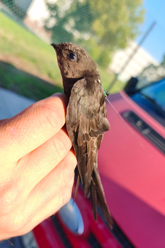Plain Swift