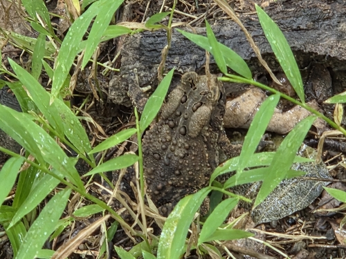 American Toad