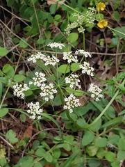 Ligusticum apiifolium