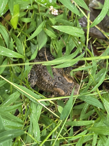 American Toad