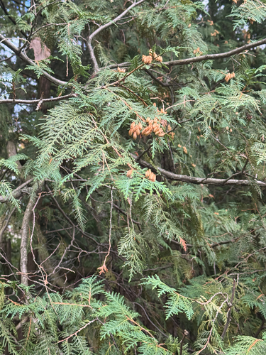 northern whitecedar