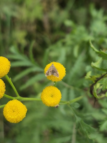 Common Nettle-tap