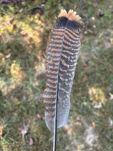 Wild Turkey