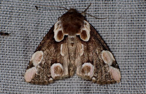 Peach Blossom Moth