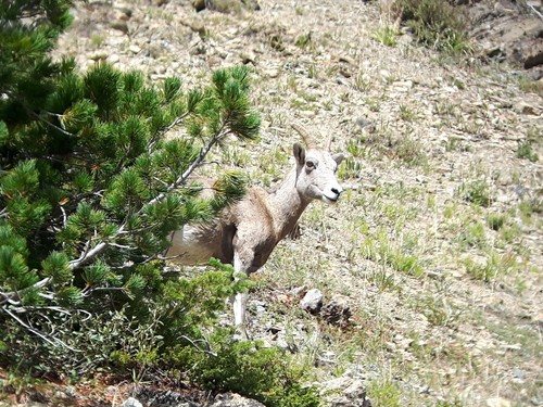 Bighorn Sheep