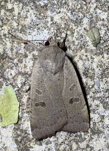 Lesser Yellow Underwing