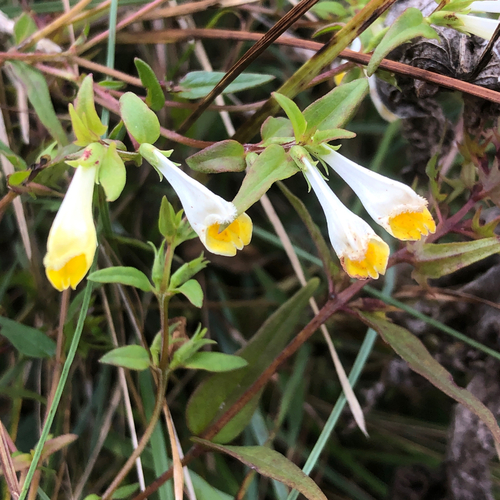 Melampyrum pratense, photograph 6
