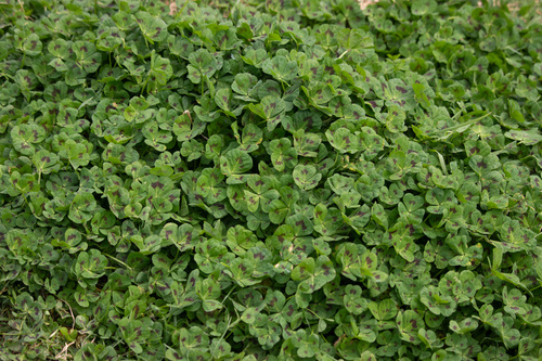 Medicago arabica, photograph 2