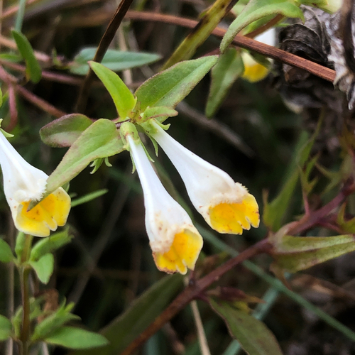 Melampyrum pratense, photograph 5