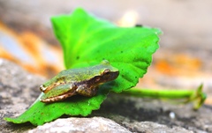 Exerodonta smaragdina