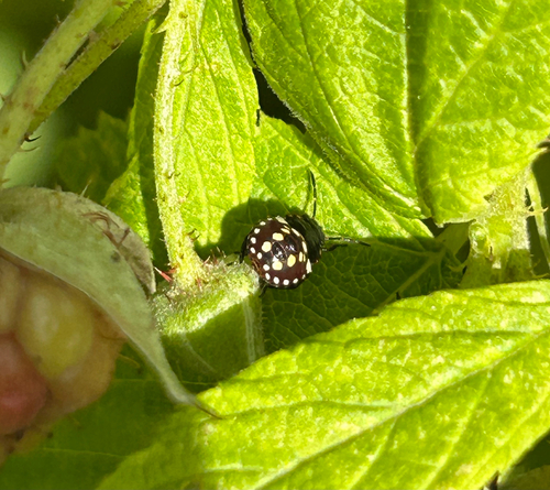 Southern Green Stink Bug