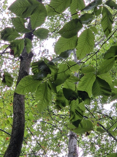 Beech Leaf Disease