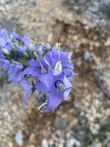 Chimney Bellflower