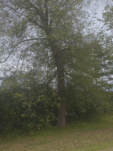 river birch