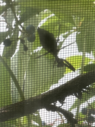 Carolina Mantis